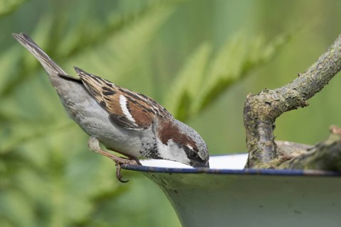 House Sparrow (Passer domesticus) (Passer domesticus)