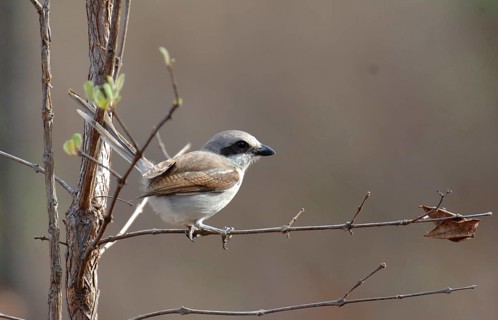 Red-backed shrike (Lanius collurio)