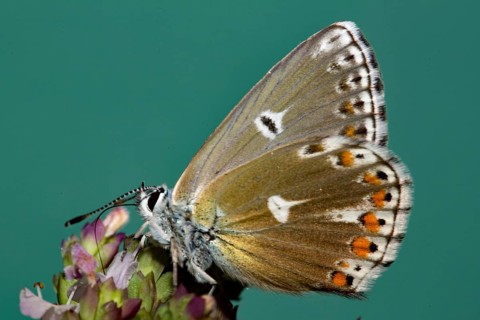 Cranesbill Blue (Aricia eumedon)