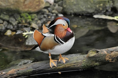 Mandarin duck (Aix galericulata)