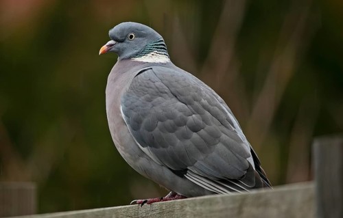 Wood pigeon (Columba palumbus)