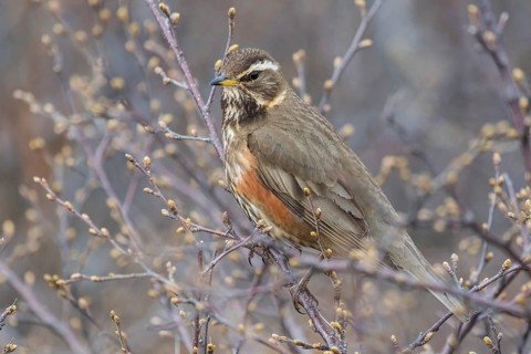 Redwing (Turdus iliacus)