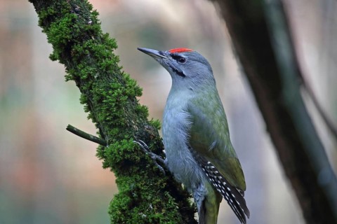 Grey-headed Woodpecker (Picus canus)