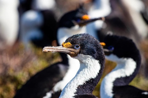 Imperial Cormorant (Leucocarbo atriceps)