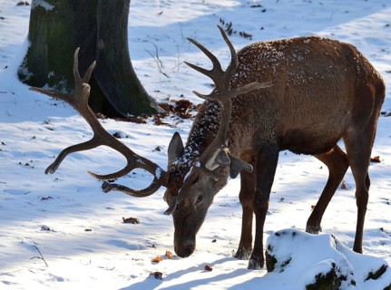 Red deer (cervus elaphus)