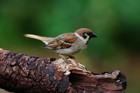 Tree sparrow (Passer montanus)