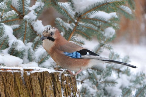 Eurasian jay (Garrulus glandarius)