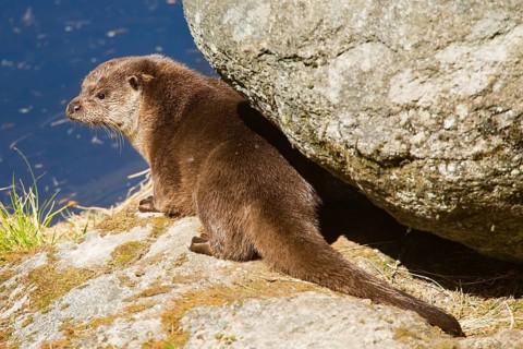 Otter (Lutra lutra)
