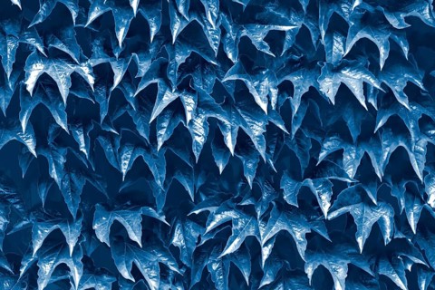 Natural leaves background Color of the year 2020 classic blue toned
