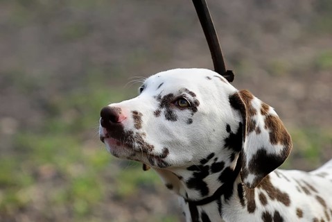 Dalmatian (canis lupus familiaris)