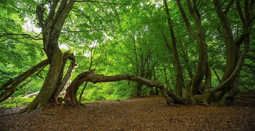 Bent beech (Fagus) that has grown into another tree, Sababurg primeval forest, Reinhardswald estate