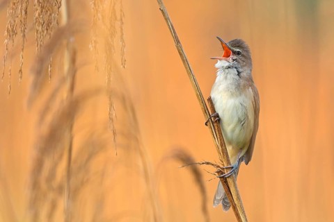 Reed warbler, (Acrocephalus arundinaceus), reedbed perch, biotope, habitat, animals, birds,