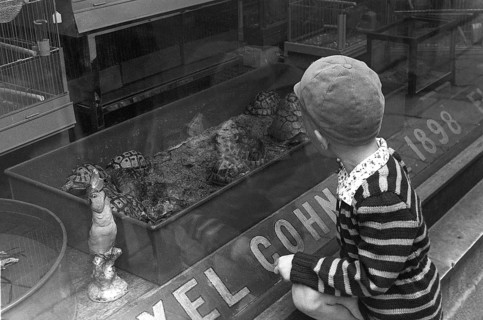 Stockholm 1954. A boy is fascinated by the turtles in the shop window of the Axel Cohn shop at