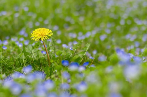 Yellow dandelion on the green field closeup in spring