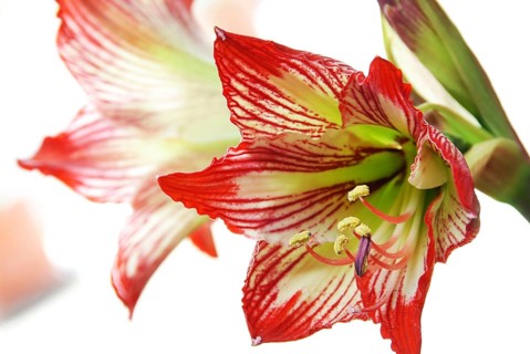 Lily flower close-up macro natural background details