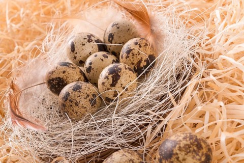 Quail's eggs
