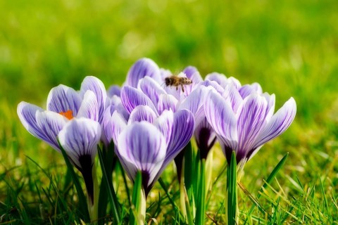 Beautiful springflower crocus in the garden