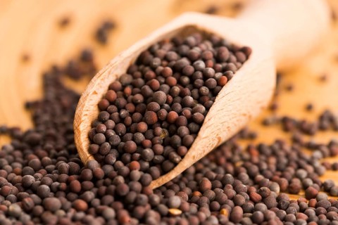 Brown mustard seeds