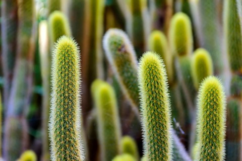 Detail of cactus with its thorns, colors and textures