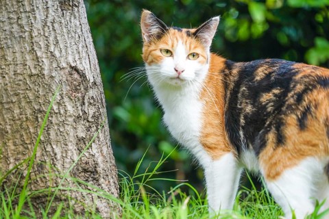 Tortoiseshell cat nestled in prairie. Shooting Location: Tokyo metropolitan area