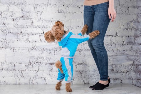 Small funny dog of brown colour with curly hair of toy poodle breed posing in clothes for dogs.