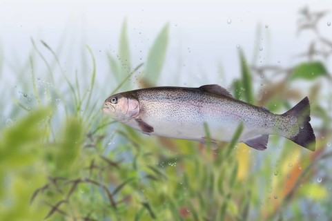 Trout