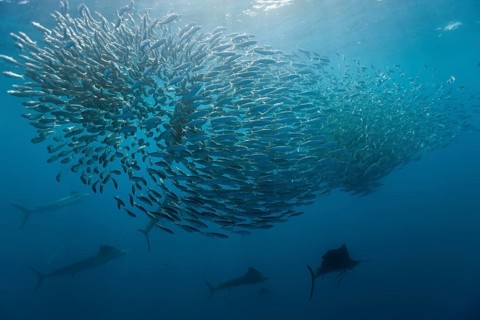 Atlantic sailfish hunting sardines, Istiophorus albicans, Isla Mujeres, Yucatan Peninsula,