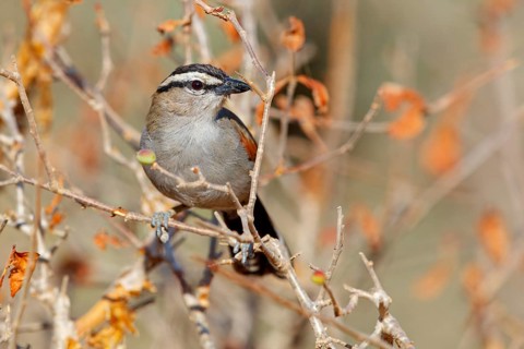 Senegal tchagra, black-shouldered tchagra, (Tchagra senegalus), Tchagra minutus, animals, birds,