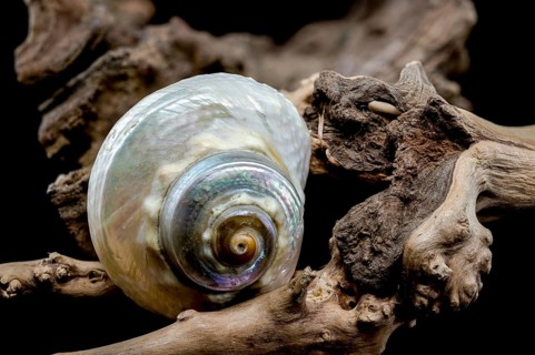 A captivating Turbo marmoratus snail with a stunning iridescent shell rests gracefully on a piece