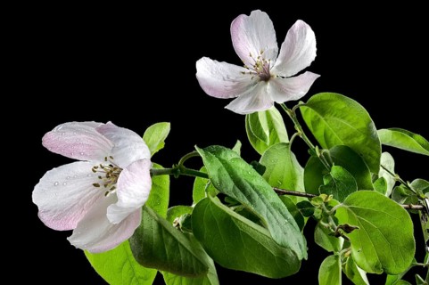 Beautiful white Quince tree flower blossom isolated on a black background. Flower head close-up,