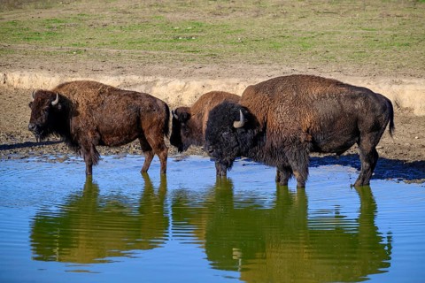 A view of a bison in the middle of Germany in the nature park near Stangerode