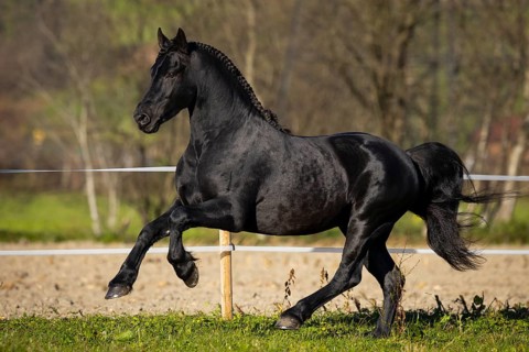 Friesian stallion in the pasture in autumn