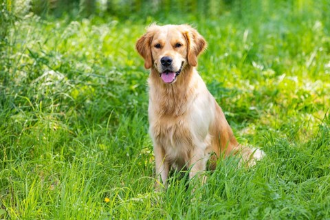Portrait of beautiful Golden Retriever on summer day surrounded by green grass