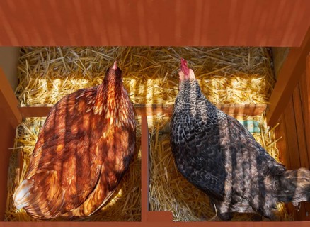 Hen poultry house nest with 2 hens incubate on straw