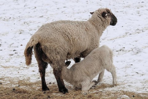 A sheep feeds a lamb on snow-covered ground, sheep, borken, münsterland, germany