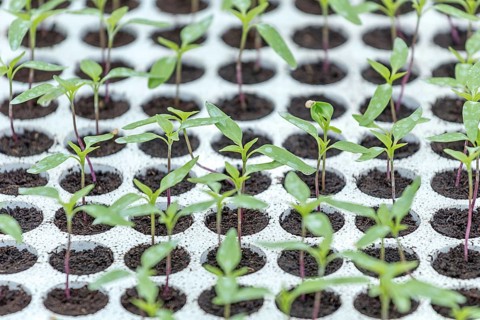 Pepper Seedlings, young foliage of pepper, Spring seedlings. Sprouts pepper