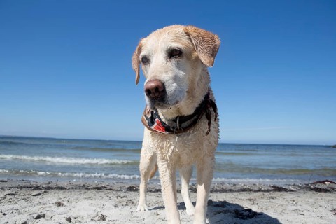 Blonde Labrador on the Baltic Sea beach in Schleswig Holstein, 2015