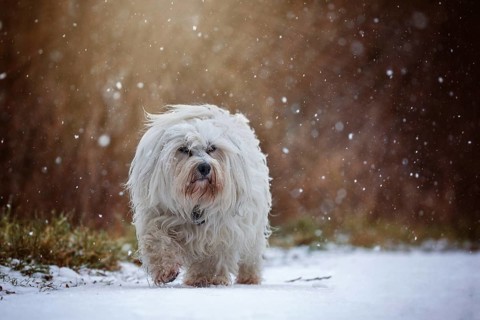 Small white Havanese runs through the snow during snowfall and looks slightly past the photographer