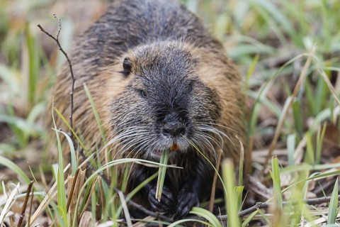 Muskrat (Ondatra zibethicus)