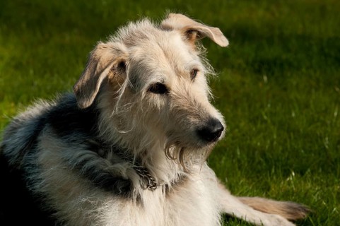 Wolfhound