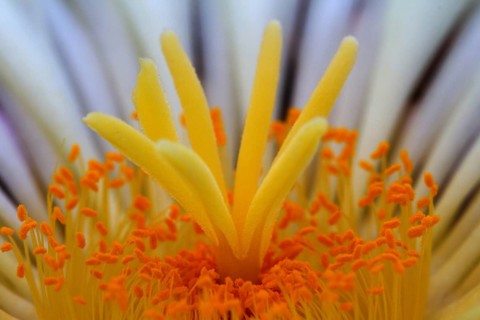 Globe cactus (Astrophytum ornatum)