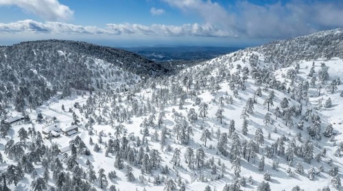 Drone aerial scenery of mountain snowy forest landscape covered in snow. wintertime Troodos