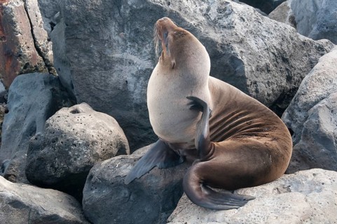 Sea lion (Zalophus wollebaeki)