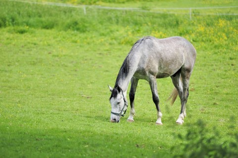 Horse in the pasture (equus ferus caballus)