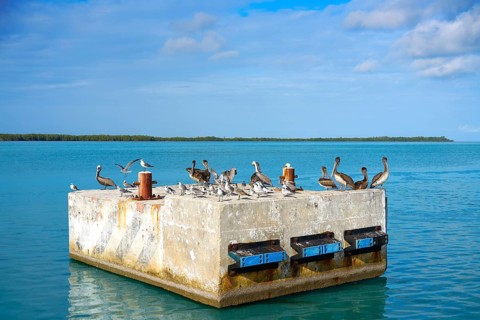 Chiquila port sea gulls and Pelicans in Quintana Roo Mexico