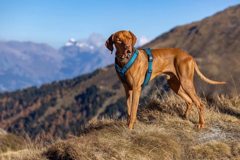 Magyar Vizsla male, 3 years old, in the mountains in autumn grass, La Tzoumaz, Riddes, Valais,