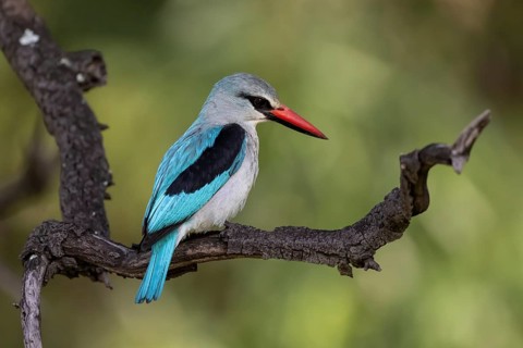 Senegal Kingfisher (Halcyon senegalensis), Qwabi Private Game Reserve, Biosphere Reserve, Limpopo,