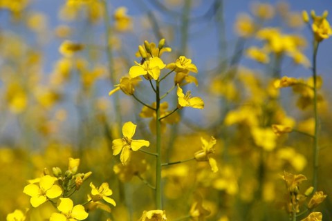 Switzerland, May 04, 2014: Photograph of rape seeds close to Basel, Europe