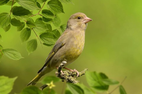 Bird 87