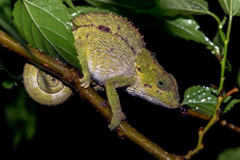 Blue-legged chameleon, (Blue-legged chameleon, (Blue-legged chameleon), female, from Ranomafana,
